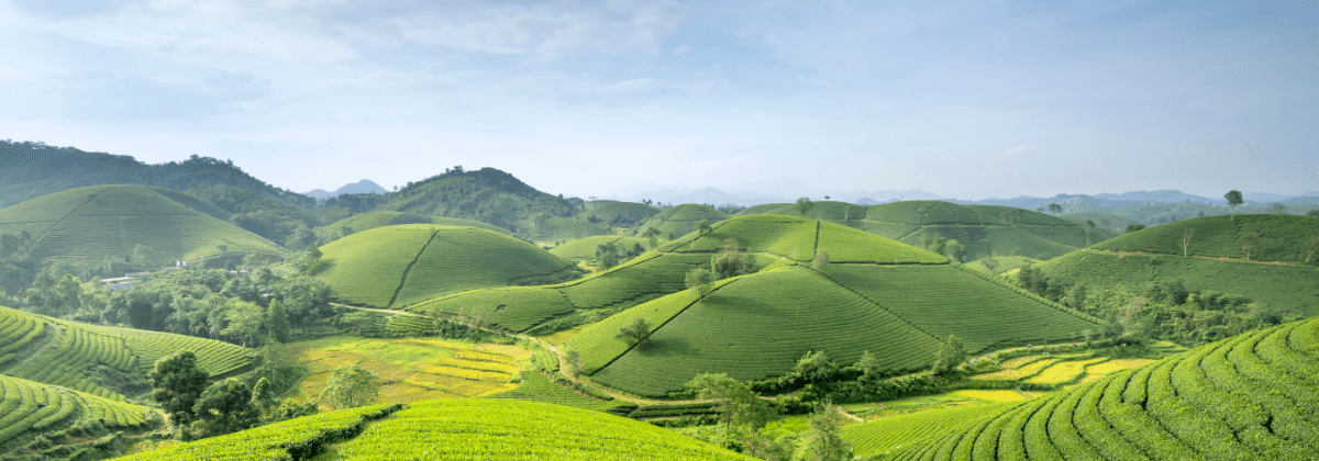Harmonica: the Bulgarian organic pioneer in our portfolio